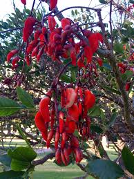 Image result for Erythrina falcata