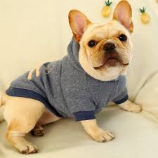Originally, the basset was bred for endurance, and as long as he has work to do, he'll probably maintain a trim physique. Dog Coat Autumn Winter Fat Dog Fashion Clothes For French Bulldog Chihuahua Clothing Pet Sweater Dog Hoodies Aliexpress