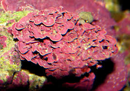 Check spelling or type a new query. Coralline Reef Cleaners