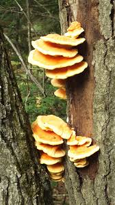 Awesome Orange Tree Fungus | Fungi, Orange tree, Mushroom fungi