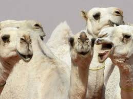 Are you in search of direct quranic names for baby boy or 55 names of holy quran in arabic to select the most popular and unique names in quran pak? Dromedaries The Smile Of The Desert Med O Med