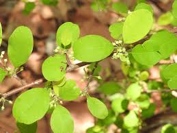 Image result for Heywoodia