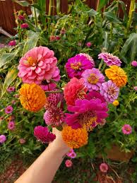 Pin On Gardening