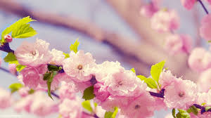 If there is no picture in this collection that you like, also look at other collections of backgrounds on our site. Spring Rain Wallpaper Spring Flowers Wallpaper Spring Wallpaper Spring Desktop Wallpaper
