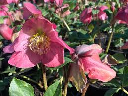 Image result for Wahlenbergia hookeri