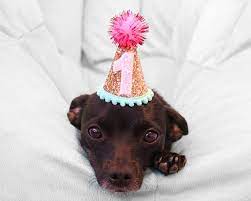 Dog Party Hat Mini Birthday Hat For Puppy Party Pet Birthday Hat Pet Puppy Cat Kitten Pig Birthday Par Dog Birthday Hat Dog Party Hat Birthday Party Hats