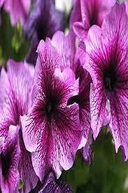 Petunia Plant Profile Video Petunia Flower Petunia Plant Petunia Care