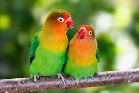 Wenn sie nach einem geschenk für den ornithologen oder figurenkollektor in ihrem leben suchen, ist dieser führer für sie! Haustier Vogel