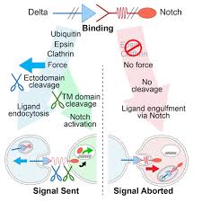 Cobalt complex hco(co)4 with five ligands in. Epsin Dependent Ligand Endocytosis Activates Notch By Force Cell