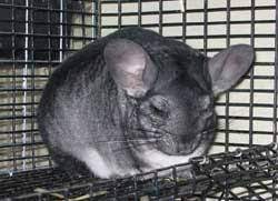 Chinchillas Australian Dealers Ocau Forums