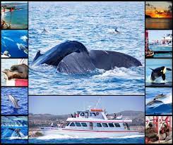 Can T Wait For This San Diego Day Trip Southern California Attractions Whale Watching Tours