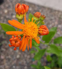 Flowering vines for shade in arizona. 12 Vines To Grow In Phoenix Arizona Phoenix Gardening