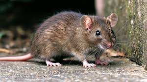 Guide to Rodent Control Langley | Pest Detective