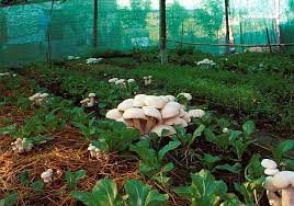A mushroom garden can be created in a number of ways. The Mushroom Garden Which Way To Go Mushroomgrowing Net