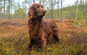 We did not find results for: Irish Setter Vs English Setter Dog Breed Atlas