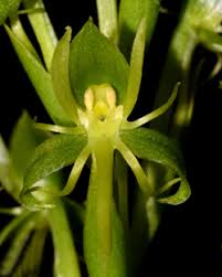 Image result for Habenaria tysonii