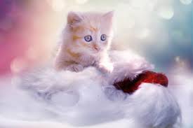 Maybe you would like to learn more about one of these? Gambar Wallpaper Kucing Lucu Pink Gambar Lucu Status Wa Line
