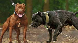 The american pitbull terrier is such a wonderful breed. American Pit Bull Terrier Best Companion Family Dog Breed