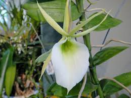 Image result for Angraecum infundibulare