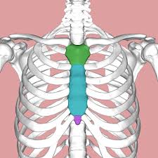 The best selection of royalty free ribs front and back vector art, graphics and stock illustrations. Sternum Wikipedia