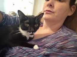 where to drop off affectionate cat for adoption?