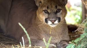 Abandonada Em Floresta Puma Domesticada Sobrevive E Vive Em Santuario