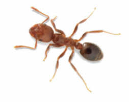 Which fire ant control products are the best? Fire Ant Treatment Do It Yourself Pest Control