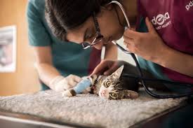 Va community care contact center: Thousands Of Edinburgh Pet Owners Missing Out On Charity Vet Care The Nen North Edinburgh News