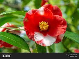We did not find results for: Close Red Camellia Image Photo Free Trial Bigstock