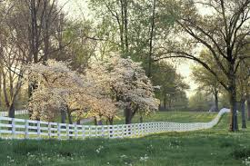 Your neighbour just planted a new tree. Usa Kentucky Lexington Dogwood Trees At Sunset Along Fence On Horse Farm Stock Photo Dissolve