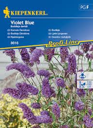 Image result for Komule empire blue