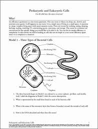 Biological Classification Worksheet Answer Key Pdf Pin On Printable Blank Worksheet Template