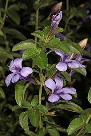 Image result for Dyschoriste thunbergiiflora
