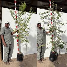 Image result for Ficus chirindensis