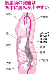 痛い 重い だるい 腰の痛み 内臓疾患の可能性 ヘルスｕｐ nikkei style 痛み 下腹部 みぞおち