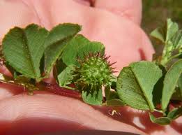 Image result for Medicago polymorpha