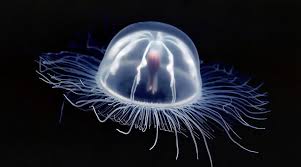 The animal's toxins are among the the box jellyfish's venom is among the most deadly in the world, containing toxins that. Box Jellyfish Warning On Koh Phangan Island 5 Year Old Boy From France Killed By Venom Of Box Jellyfish Koh Phangan Island News