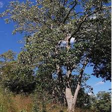 Image result for Aleurites