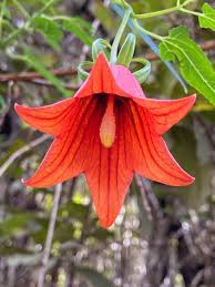 Image result for Canarina