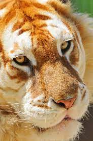 Golden Tiger Gatos Selvagens Grandes Felinos Animais Do Mundo