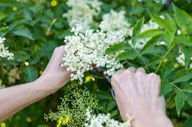 Momentan ist der holunder ja noch weiß, und blüht. Holunder Ernten Erntezeit Verwendung Von Bluten Beeren