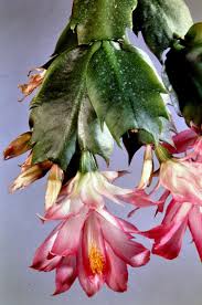 Image result for Tricalysia schliebenii