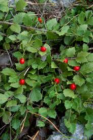 Image result for Crossopetalum