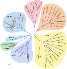 Some even harm the virus. Nidovirales An Overview Sciencedirect Topics