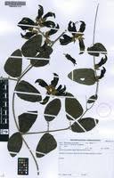 Image result for Mucuna glabrialata