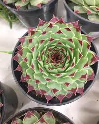 Xami and some other butterfly species as well. Plant Of The Month Archive Sempervivum Family Infinite Succulent