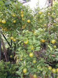 Berikut adalah cara penamanan pokok di dalam pasu yang diajar oleh mr.can dari thailand negara gajah putih. Haji Nursery Limau Kasturi Rm 50 00 Tanam Dalam Pasu Facebook