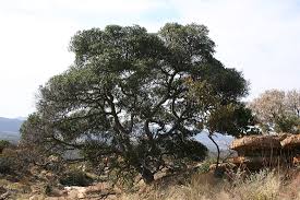 Image result for Mimusops afra