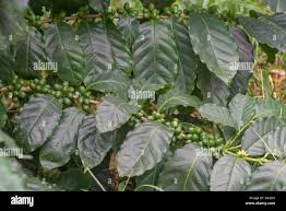 Image result for Coffea sp. A