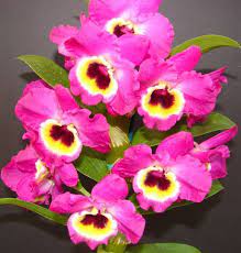 Dendrobium Red Emperor Prince Dendrobium Nobile Flowers Orchids